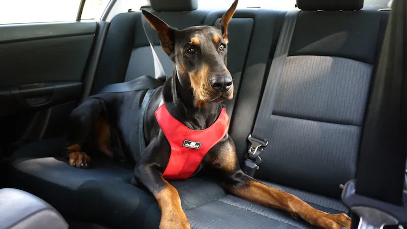 Sleepypod Clickit Sport Plus Crash-Tested Dog Car Harness