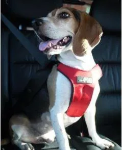 Sleepypod Clickit Sport Plus Crash-Tested Dog Car Harness